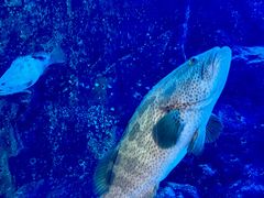 -迪拜水族馆及水下动物园