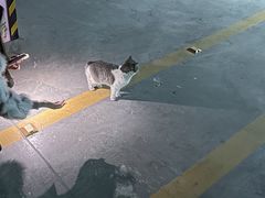 -瑞派·爱瑞可动物医院·口腔专科(广华新城分院)