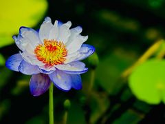 -国家植物园南园