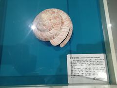-青岛贝壳博物馆