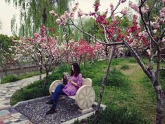 iphone_upload_pic-南汇桃花村
