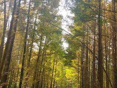 -桤木河湿地公园