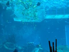 -海棠湾洲际-涛·海底餐厅·美人鱼·自助餐·海底隧道