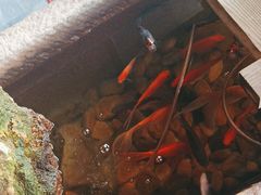 -冯记白土岗辣子鸡