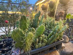 -园林美食城·本土农家菜(杨和镇店)