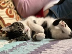 -lincat·猫舍(广州店)