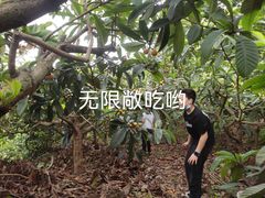 -桃源山庄·水蜜桃采摘·柴火鸡·烧烤团建(龙泉山店)