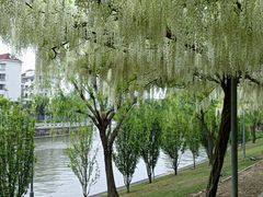 -嘉定紫藤园