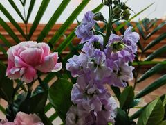 -共和老洪豆花草粿水粿