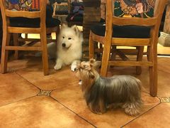 -more than meow吴止猫主题餐厅(承德 中船汇店)