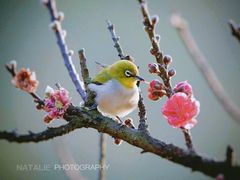 -南国桃园旅游度假区