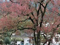 -塔川景区