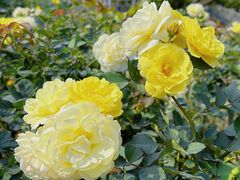 -人民公园(罗湖区)