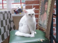 -猫小院猫主题餐厅(南锣旗舰店)