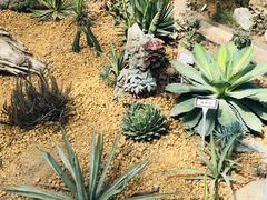 -郑州植物园