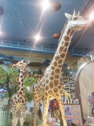 点击看大图 -卡通尼·Safari非洲探索乐园·生日会(金桥国际商业广场店)