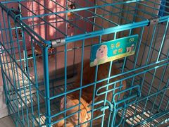 -乐琪宠物医院·犬猫专科·骨外科·急重症