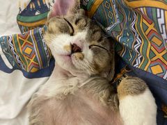 -momokira米努特·德文卷毛猫·棉花面纱犬