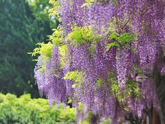 -嘉定紫藤园