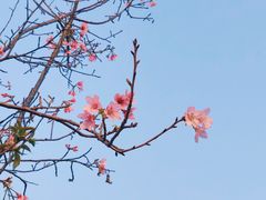 -狐尾山公园
