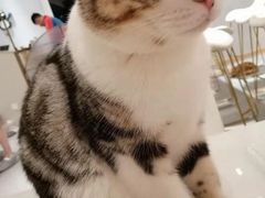 -飞行喵MR PILOT|猫舍·猫咖(静安大融城店)