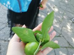 -星禾悦法式千层蛋糕(大卫城店)