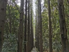-同里国家湿地公园