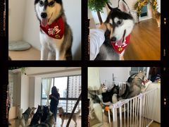 -Husky Go! 哈士奇体验馆·宠物咖啡厅狗咖