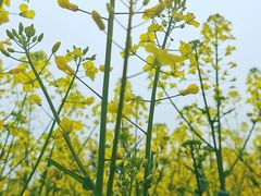 -国际非物质文化遗产博览园