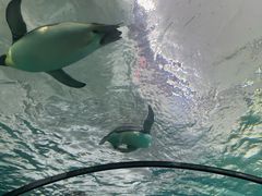 -珠海长隆海洋王国