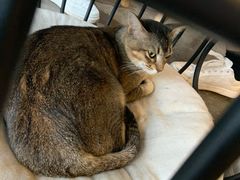 -喵屿·大理花园猫咖