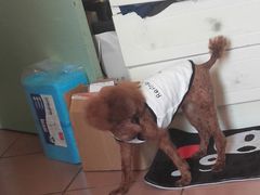 -北京恒爱动物医院(清景园分院)