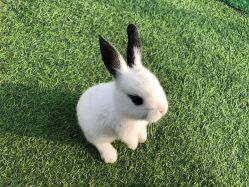 -萌宠亲子动物乐园(槐房万达店)