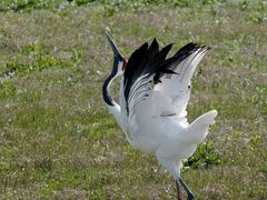 -盐城丹顶鹤湿地生态旅游区