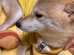 -逗柴咖啡屋·狗咖猫咖宠物桌游