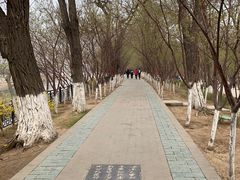 -桃花堤公园