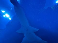 -迪拜水族馆及水下动物园