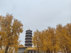 -金塔沙漠胡杨林景区