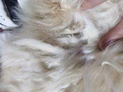 -安安宠医·安烨宠物医院·宠物保险(北仑分院)