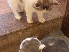 -more than meow吴止猫主题餐厅(承德 中船汇店)