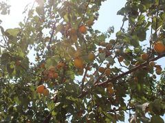 -锦屏山旅游度假区