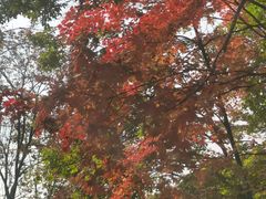 -天女山森林公园