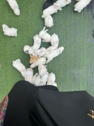 -萌宠亲子动物乐园(槐房万达店)