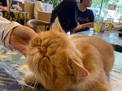 -平行世界·猫咖(首经贸店)