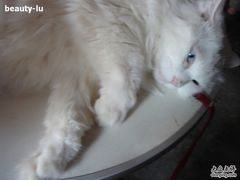 -Babycat私家御饼屋(龙头路一店)