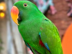 -清迈夜间动物园