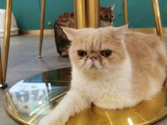 -飞行喵MR PILOT|猫舍·猫咖(静安大融城店)