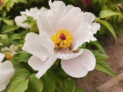 -石家庄市植物园