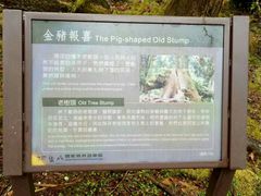 -阿里山神木遗迹