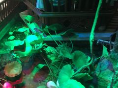 -韵秋荷(宝山龙湖天街店)